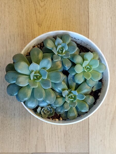 Каменная роза