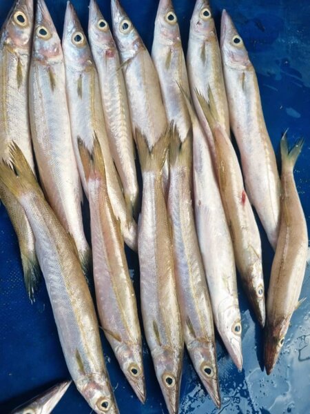 Poissons Barracuda Frais