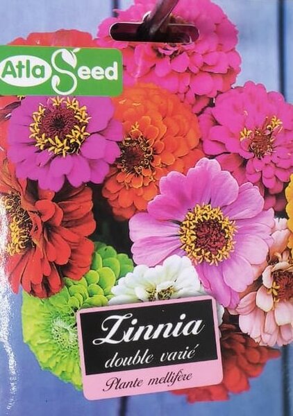 Semences de Fleurs Linnia