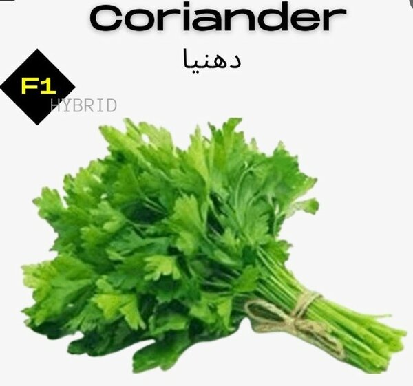 Coriander Seeds, F1 Hybrid – 50g