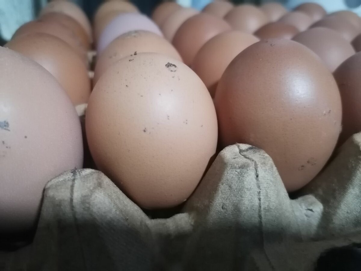 Œufs frais de ferme bio