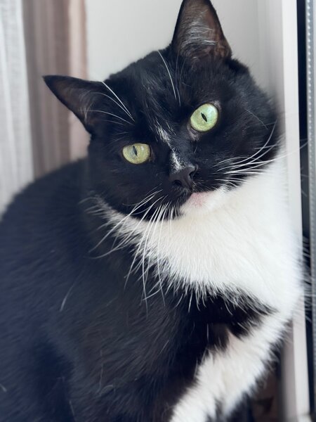 Chat domestique noir et blanc