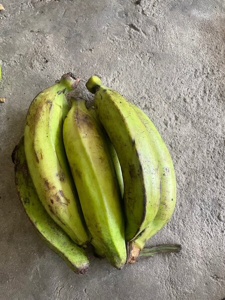 Bananes plantains