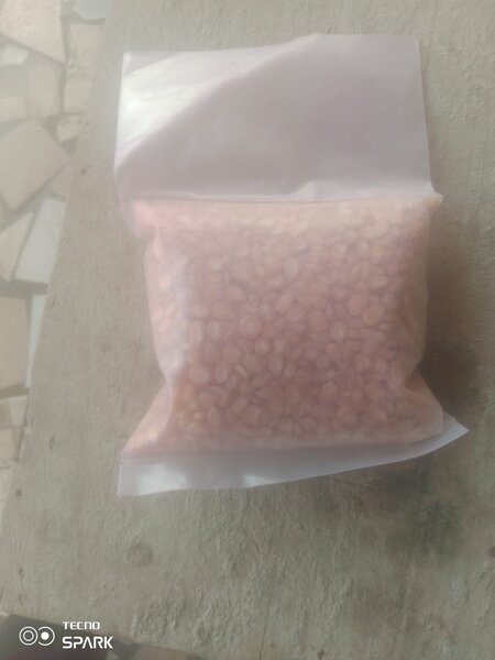 N Gouachia semences améliorées