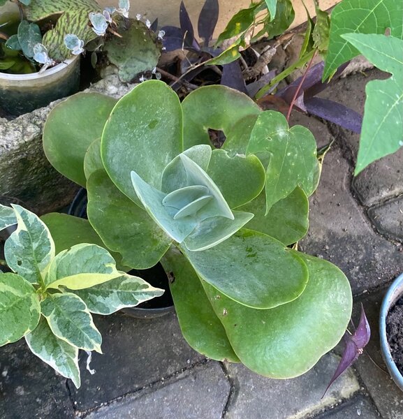 Dessert Cabbage (Kalanchoe thyrsiflora)