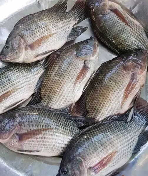 Carpe tilapia 300-500g