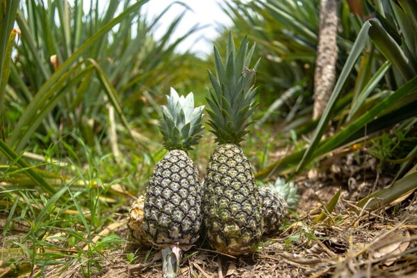 Ànanas pain de sucre