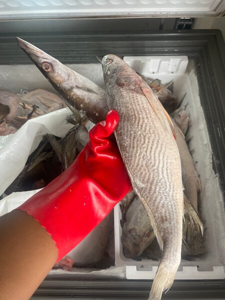 Poisson sosso 4000 le kilo