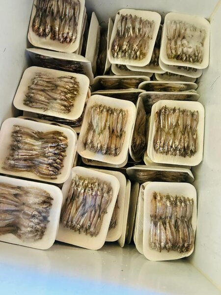 Fresh itezhi tezhi kapenta