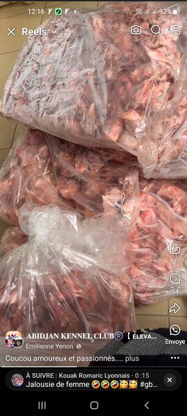 Chic toutou Surgelé pour chiens