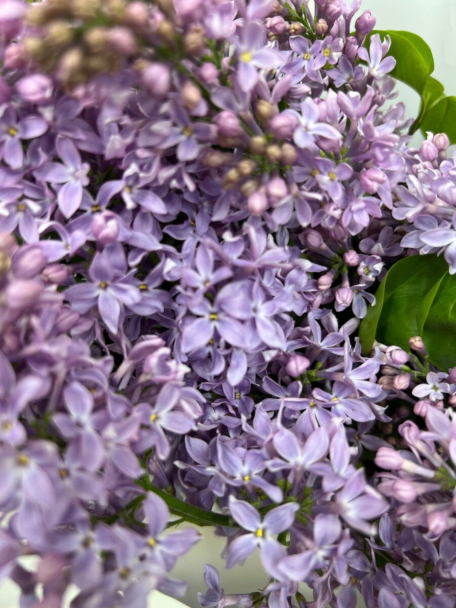 Букет из Сирени