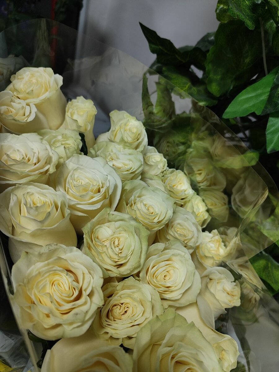 Роза голандская Мондиаль