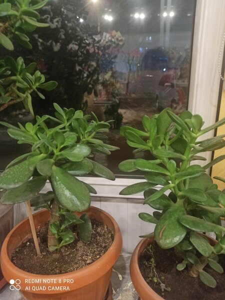 Денежное дерево