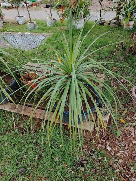 Plante d'intérieur tropicale