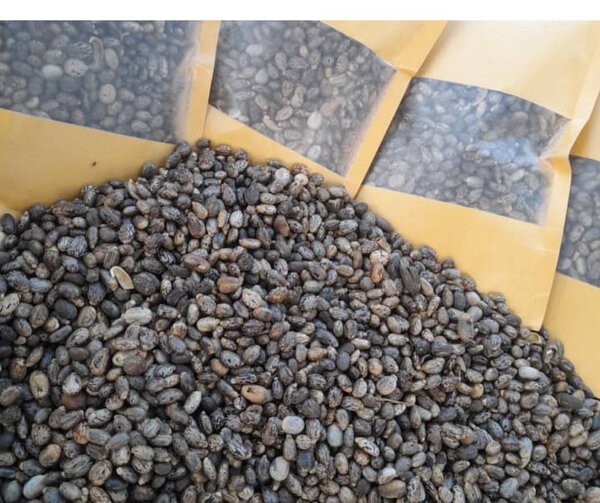 Graines de ricin 50g