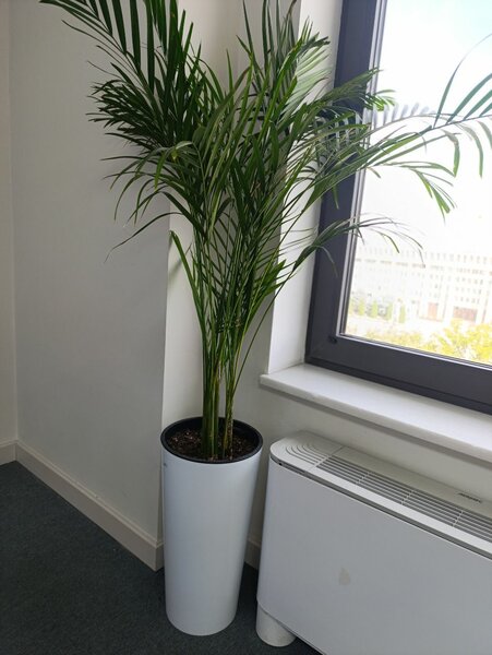 Продаю офисные растения