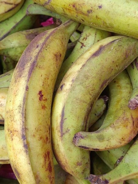 Bananes plantains fraîches