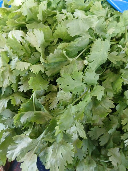 Coriandre fraîche biologique