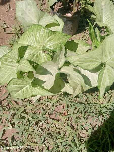 plantes vertes d'intérieur