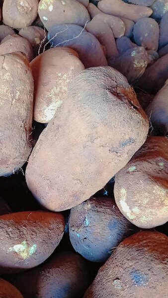 Igname fraîche de qualité