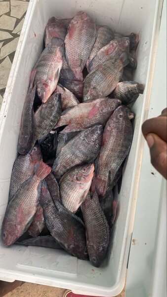 Tilapias fraîches  3700/kgs