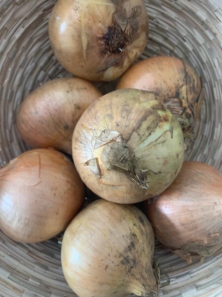 Oignons Frais de Qualité