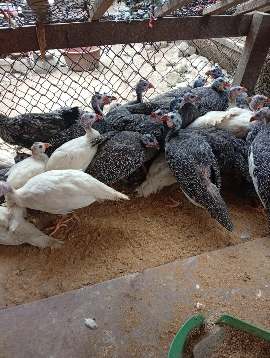 Poules Pintades Élevage