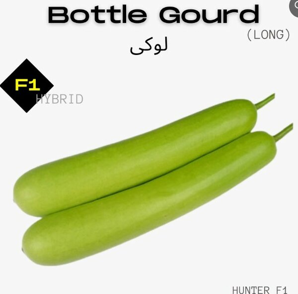 Loki Seeds (Bottle Gourd Long) F1, Hybrid لوکی