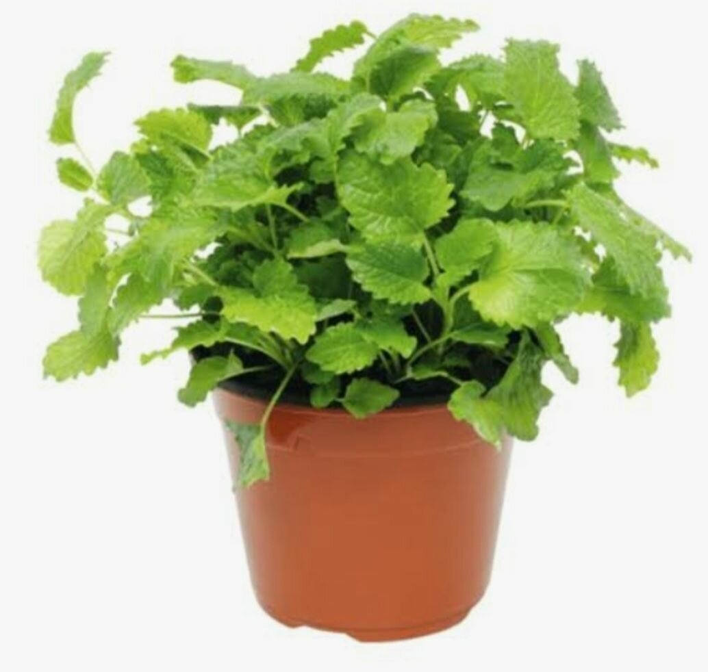 Mélisse en pot pour infusion