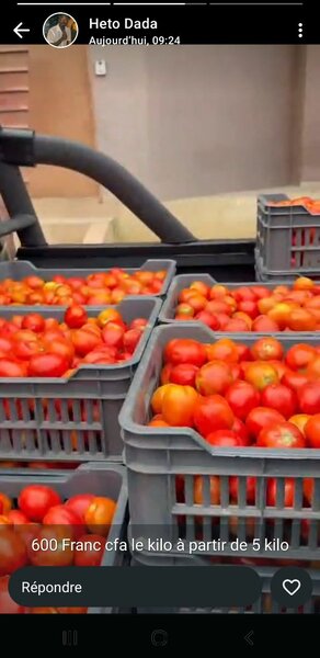 Tomates frais bio 10kg