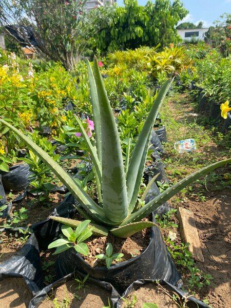Plante Aloe Vera en Pot