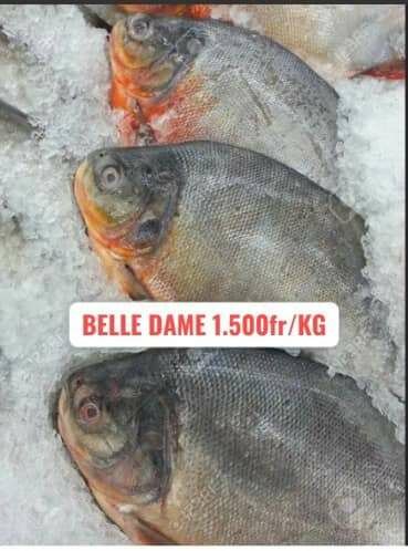 Poisson Frais à Prix Compétitif