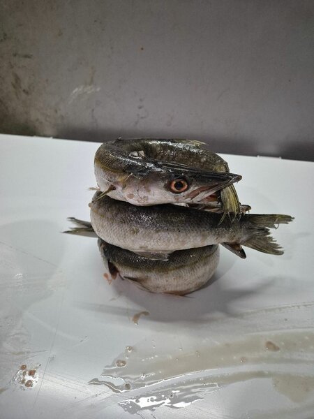 Poisson frais entier