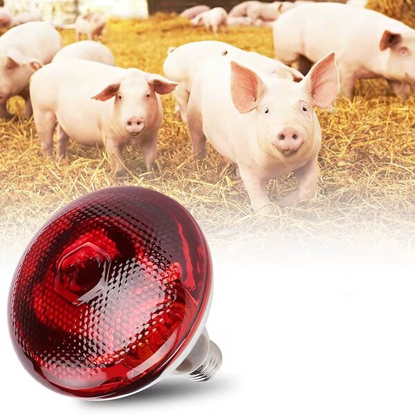 Ampoule infrarouge vétérinaire