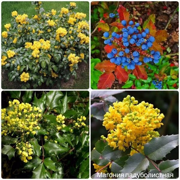 Магония поддуболистная