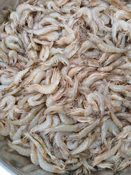 Crevettes