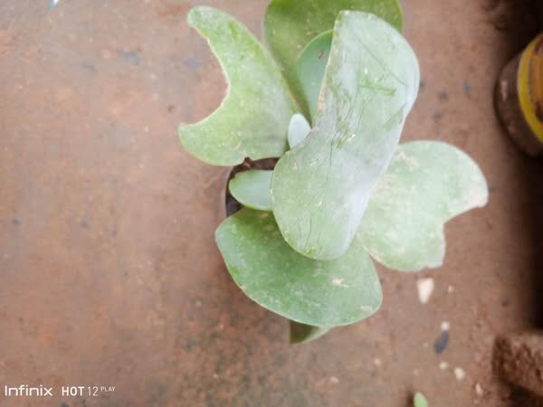 plantes vertes d'intérieur