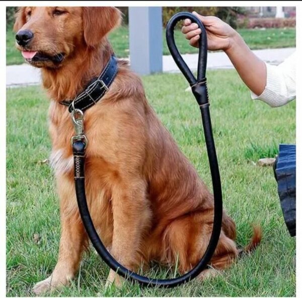 Laisse pour chien réglable en caoutchouc