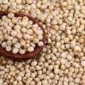 Sorgo blanc bio