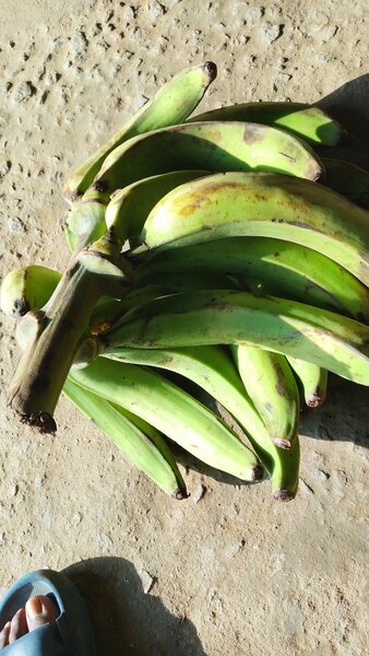 Délicieux plantains verts frais