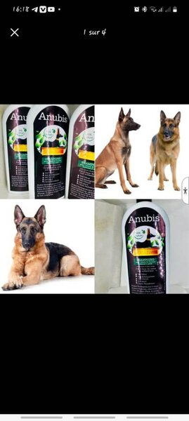 Anubis shampooing pour Chien
