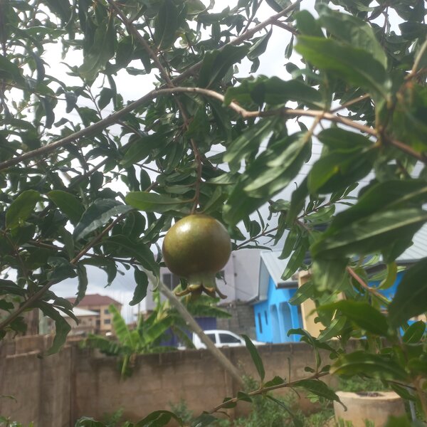 Pomegranate tree
