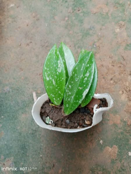 plantes vertes d'intérieur