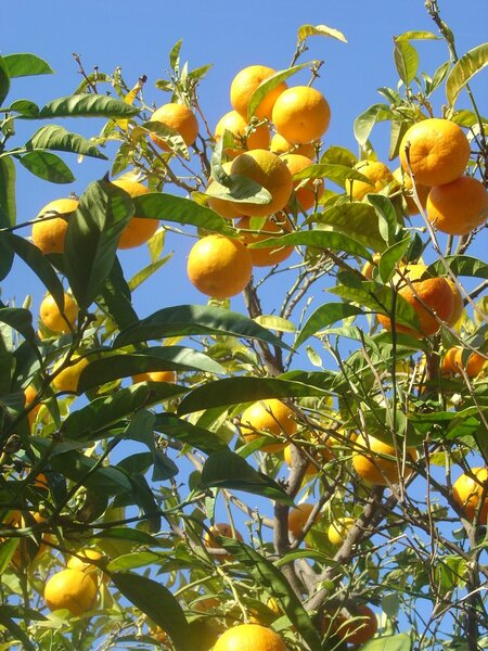 Orangers juteux frais - 1kg