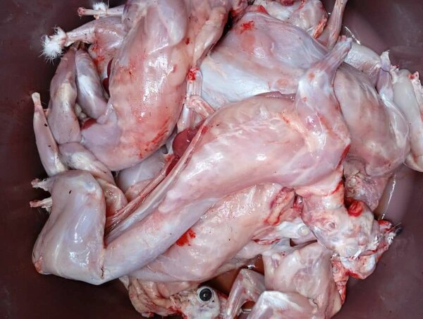 Lapin frais 1.6 1.7 1.8