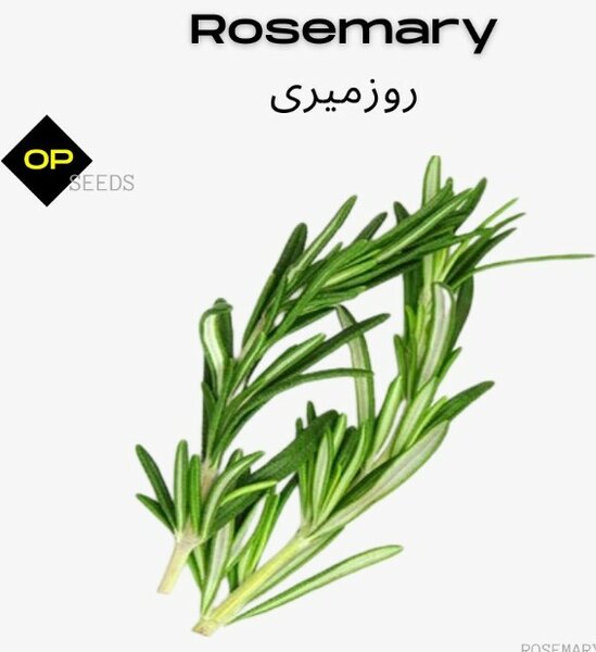Rosemary Seeds