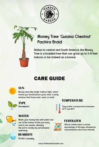 Money Tree (Guiana Chestnut) Pachira Braid