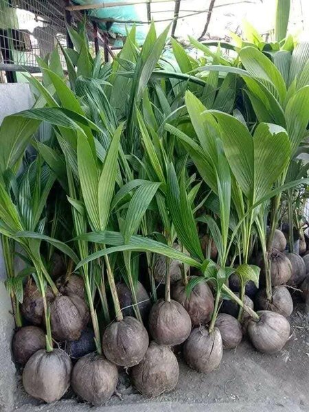 Coconut Seedlings