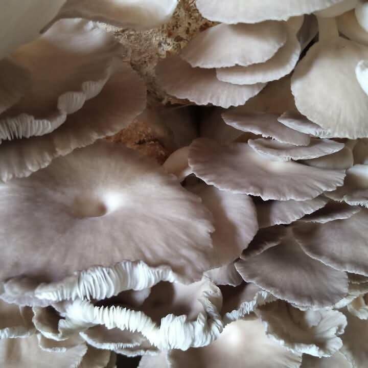 Mushrooms