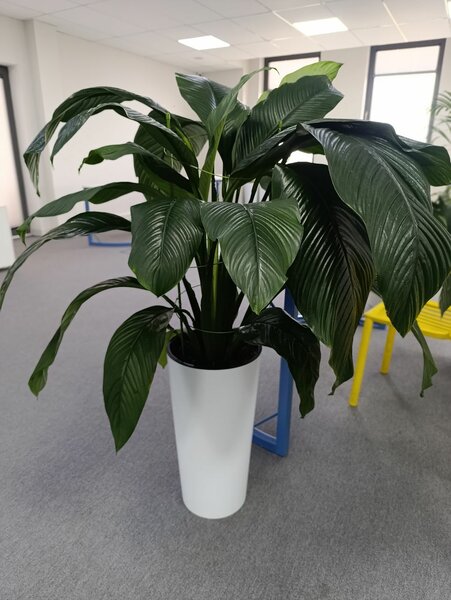 Продаю офисные растения